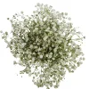 Gypsophila^Lidl Best