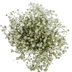 Gypsophila^Lidl Best